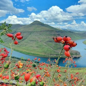 Mountain_Herbs_Lesotho